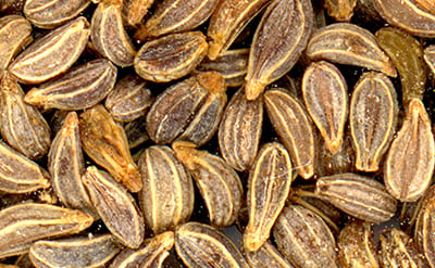 Parsley Seed Essential Oil